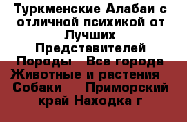 Туркменские Алабаи с отличной психикой от Лучших Представителей Породы - Все города Животные и растения » Собаки   . Приморский край,Находка г.